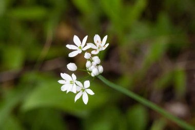 Kıllı bir sarımsak bitkisinin çiçeği, Allium subhirsutum, 
