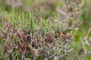 Akdeniz 'in tuzlu bataklıklarından bir bitki olan Arthrocnemum makrokyum çalılarının dalları.