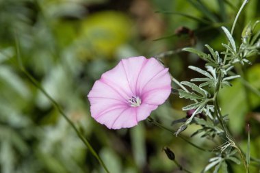 Bağyumu türünün çiçeği Akdeniz bölgesinden Convolvulus elegantissimus. 