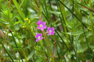 Akdeniz bölgesinden bitki türü Lythrum ormanının çiçeği. 