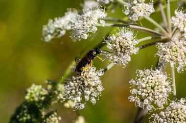 Testere sineği türü Macrophya Montana, bir çiçek üzerinde