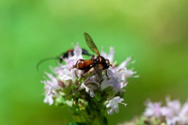 Sinek türü Sicus ferrugineus bir çiçeğin üzerinde. 