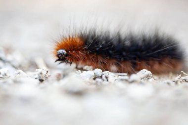 Büyük kaplan güvesinden bir tırtıl, Arctia caja