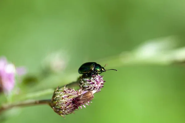 Green Dock Beetle Gastrophysa Viridula Flower — Stock fotografie