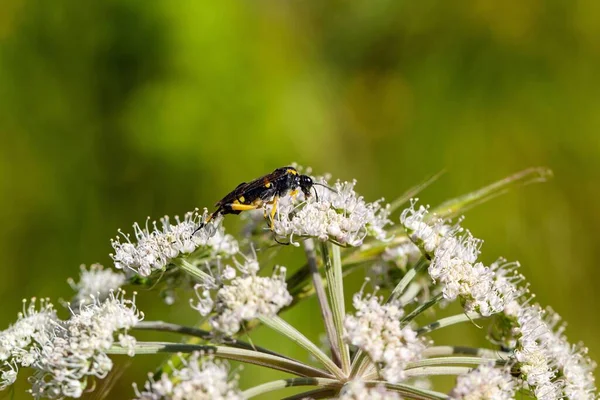 Sawfly Species Macrophya Montana Flower — Stockfoto