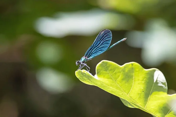 Eine Schöne Demoiselle Calopteryx Virgo Auf Einem Blatt — Stockfoto