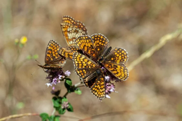 Μια Ομάδα Πεταλούδων Heath Fritillary Melitaea Athalia Ένα Λουλούδι — Φωτογραφία Αρχείου