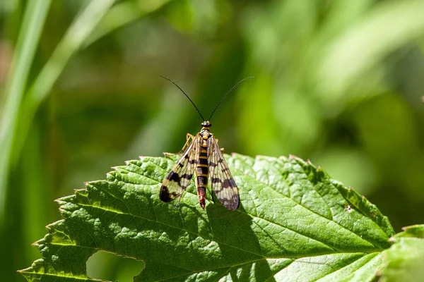 Meadow Scorpion Fly Panorpa Vulgaris Leaf — Stockfoto