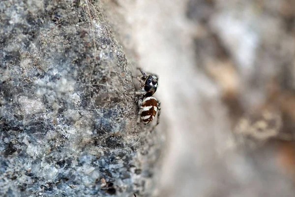 Zebra Springende Spinne Salticus Scenicus Einer Wand — Stockfoto