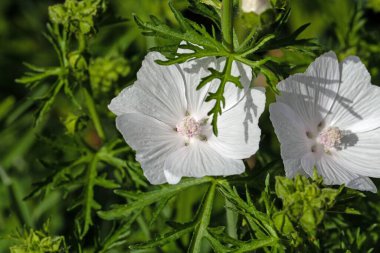 Beyaz renkli daha büyük bir misk malesinin çiçeği, Malva alcea