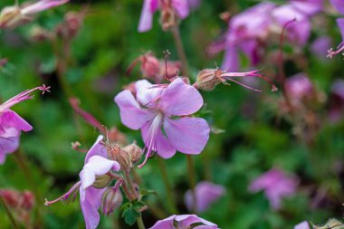 Dalmaçyalı bir turna gagasının çiçeği, Geranium dalmaçya