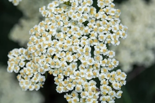 Flower Yarrow Species Achillea Crithmifolia — ストック写真