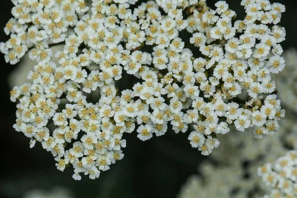 Flor Espécie Yarrow Achillea Crithmifolia — Fotografia de Stock