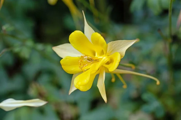 Flower Golden Columbine Plant Aquilegia Chrysantha — Fotografia de Stock