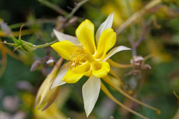 Flower Golden Columbine Plant Aquilegia Chrysantha — Fotografia de Stock