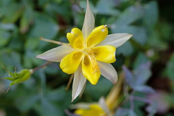 Flower Golden Columbine Plant Aquilegia Chrysantha — Fotografia de Stock