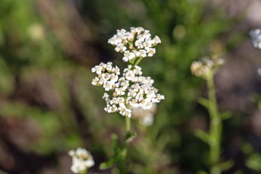 Achillea distans kuş türünün çiçeği