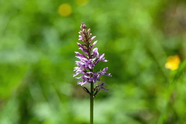 Flower of a common spotted orchid, Dactylorhiza fuchsii