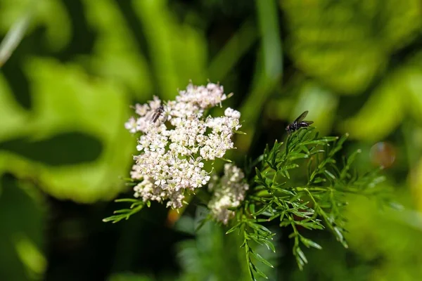 Flower Plant Species Mutellina Adonidifolia Herb Alps — Fotografia de Stock