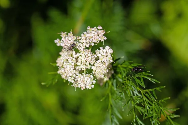 Flower of the plant species Mutellina adonidifolia, a herb from the Alps.