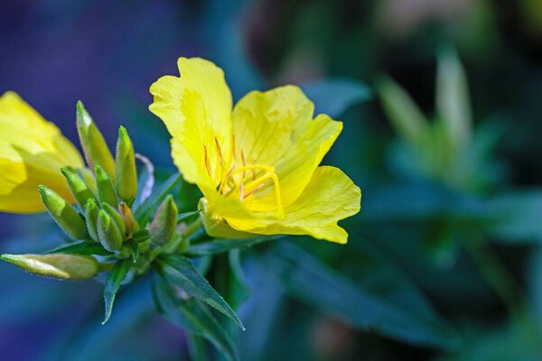 Flower of a narrowleaf evening primrose, Oenothera fruticosa