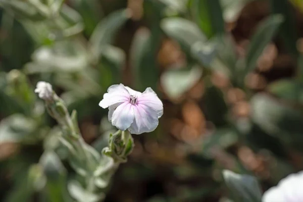 Цветок Белой Розы Чемпиона Silene Coronaria — стоковое фото