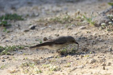 Benekli bir sinek avcısı, Muscicapa striata, asfaltsız bir yolda.. 