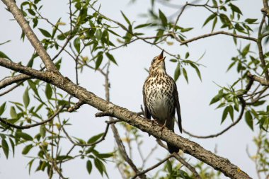 A song trush, Turdus philomelos, in a tree