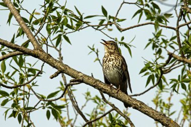 A song trush, Turdus philomelos, in a tree