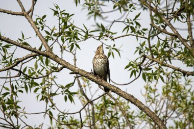 Turdus Philomelos, bir ağaçta şarkı söylüyor.