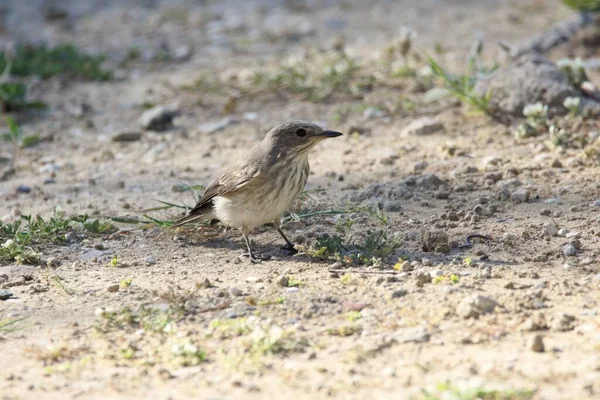 Spotted Flycatcher Muscicapa Striata Paved Road — Stockfoto