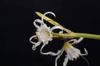 Peru nergisinin çiçeği, Hymenocallis festalis 