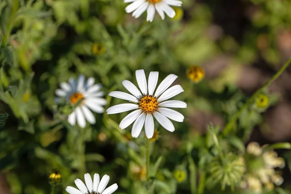 Flower Cape Daisy Dimorphotheca Pluvialis — Foto de Stock