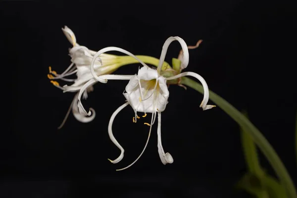 Flower Peruvian Daffodil Hymenocallis Festalis — Stock Fotó