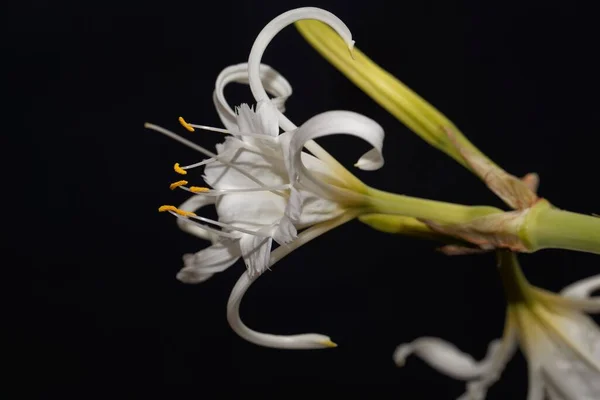 Flower Peruvian Daffodil Hymenocallis Festalis — Zdjęcie stockowe