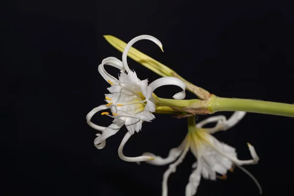 Kwiat Peruwiańskiego Żonkila Hymenocallis Festalis — Zdjęcie stockowe