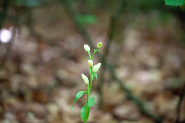 Flower White Helleborine Cephalanthera Damasonium Wild Orchid — 스톡 사진