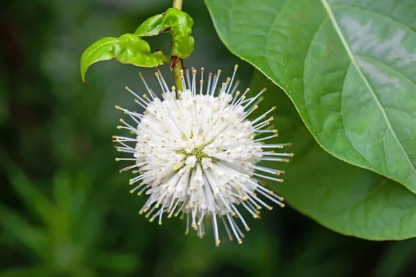 Flower Common Buttonbush Cephalanthus Occidentalis — Stock Photo, Image