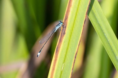 Mavi kuyruklu bir kızböceği, Ischnura zarif, yaprağın üzerinde.. 