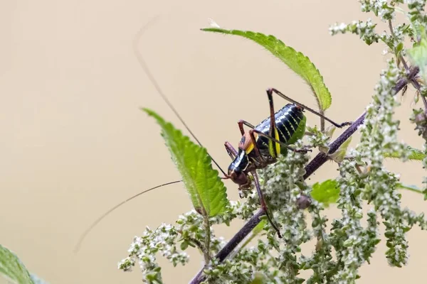 Bush Cricket Species Barbitistes Constrictus Plant — Stockfoto