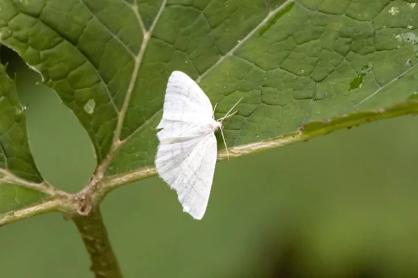 Common Wave Moth Cabera Exanthemata Leaf — Fotografia de Stock