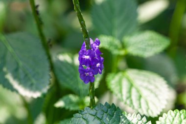 Flower of a Jamaica vervain, Stachytarpheta jamaicensi