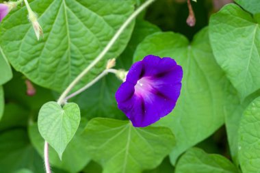Flower of a common morning glory, Ipomoea purpurea