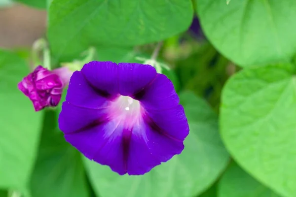 Квітка Спільної Ранкової Слави Ipomoea Purpurea — стокове фото