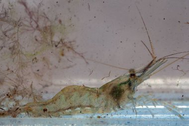 Macro photo of a Baltic prawn, Palaemon adspersus