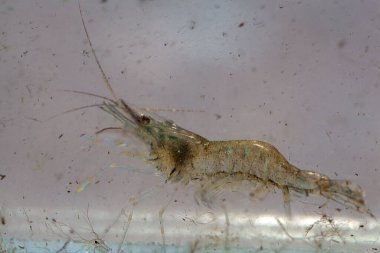 Macro photo of a Baltic prawn, Palaemon adspersus