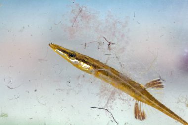 Macro photo of a sea stickleback, Spinachia spinachia