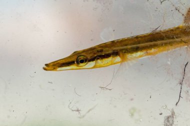Macro photo of a sea stickleback, Spinachia spinachia