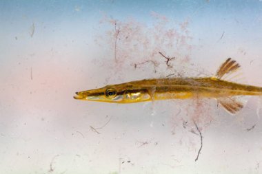 Macro photo of a sea stickleback, Spinachia spinachia