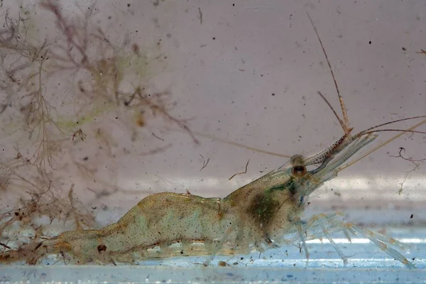 Macro photo of a Baltic prawn, Palaemon adspersus